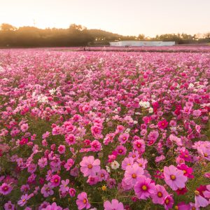 とことめの里 一志の写真