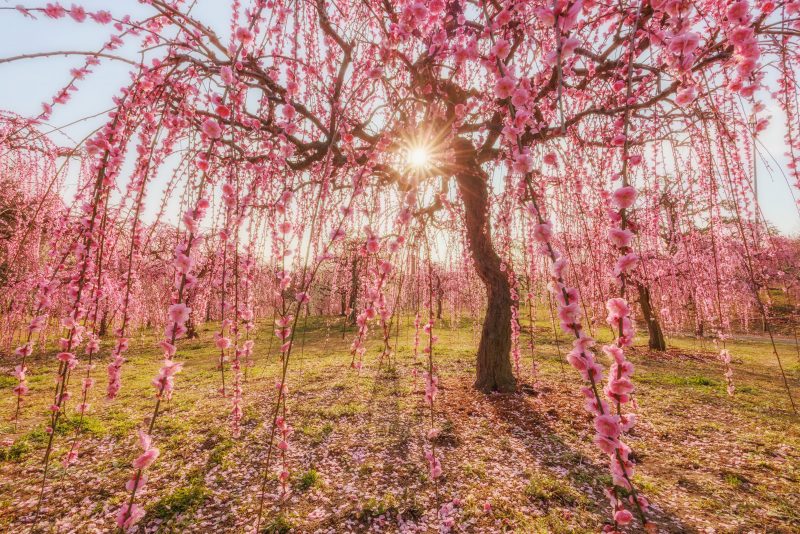 かざはやの里の写真「西陽が降り注ぐしだれ梅」