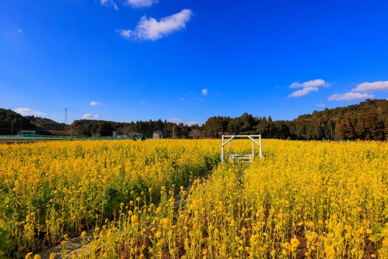 アスピア玉城の写真「広大な菜の花と青空」