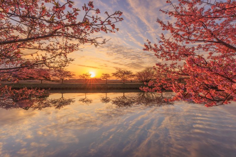 笠松河津桜ロードの写真「朝焼けのウユニ笠松」