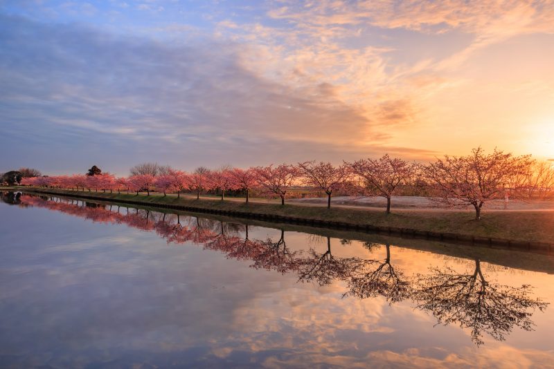 笠松河津桜ロードの写真「夜明けの河津桜」