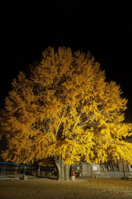河内の大イチョウの写真「夜の銀杏ライトアップ」