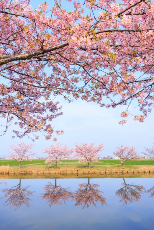 笠松河津桜ロードの写真「春の訪れ」