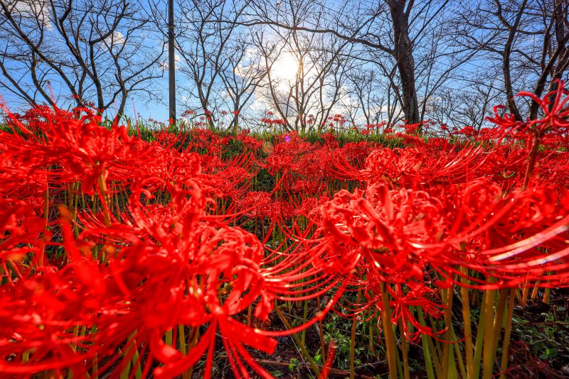 北神山花街道の写真「太陽に照らされる彼岸花」