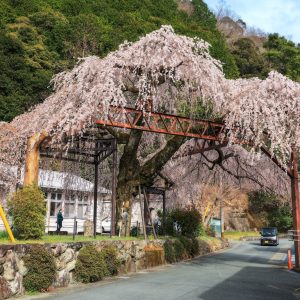 柏崎支所のしだれ桜の写真