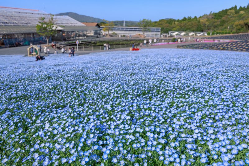 志摩市観光農園の写真「志摩ブルーのネモフィラ」