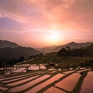 丸山千枚田の写真「夕焼けに染まる千枚田」
