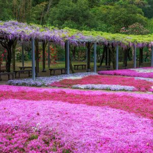 野原農村公園の写真