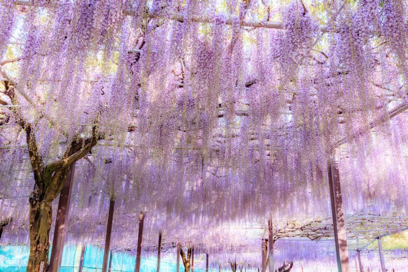 かざはやの里の写真「藤のシャンデリアが続くエリア」