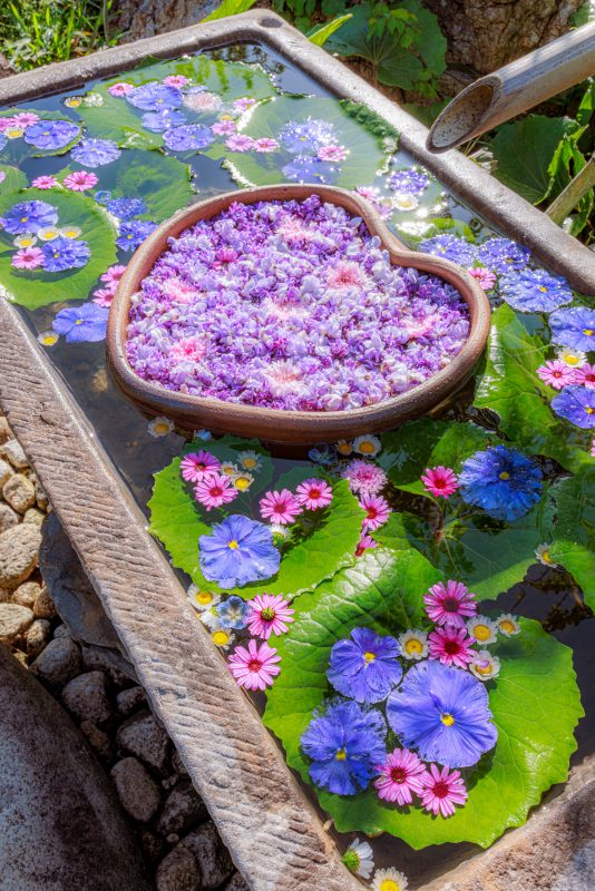 かざはやの里の写真「初夏の花と藤が浮かぶ花手水」