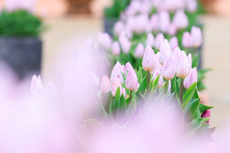 松阪農業公園ベルファームの写真「冬咲きのチューリップ」