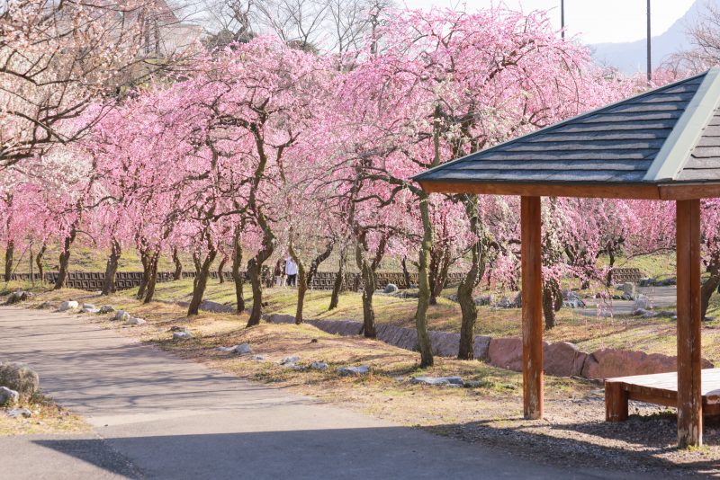 いなべ市農業公園（梅林公園）の写真「東屋近くの梅」