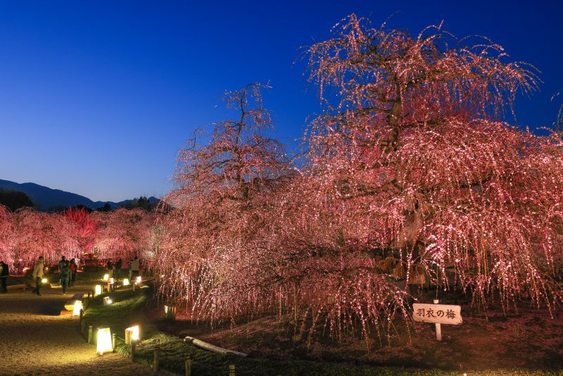 鈴鹿の森庭園の写真「夕闇と羽衣の梅」