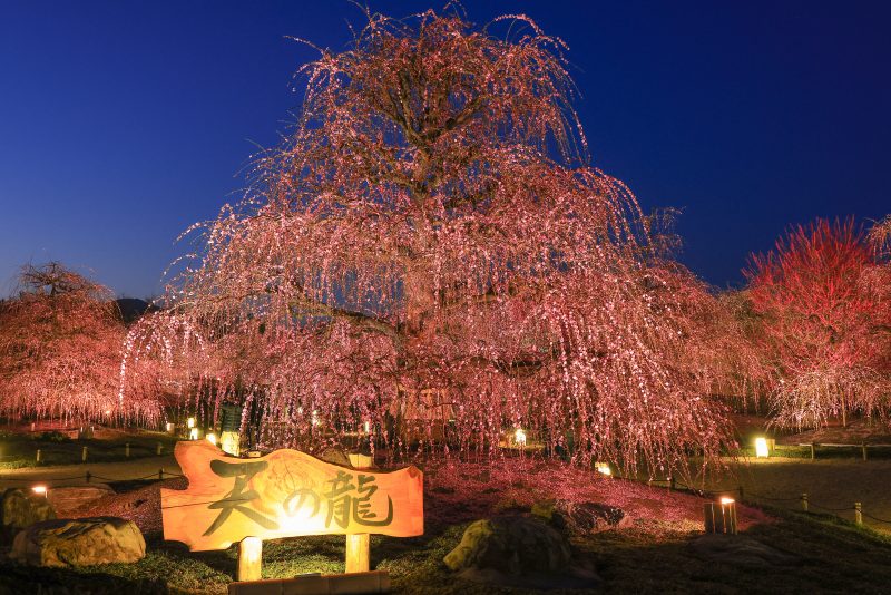 鈴鹿の森庭園の写真「夕闇と天の龍」