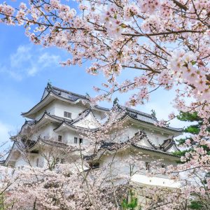 伊賀上野城の写真「桜舞う伊賀上野城」