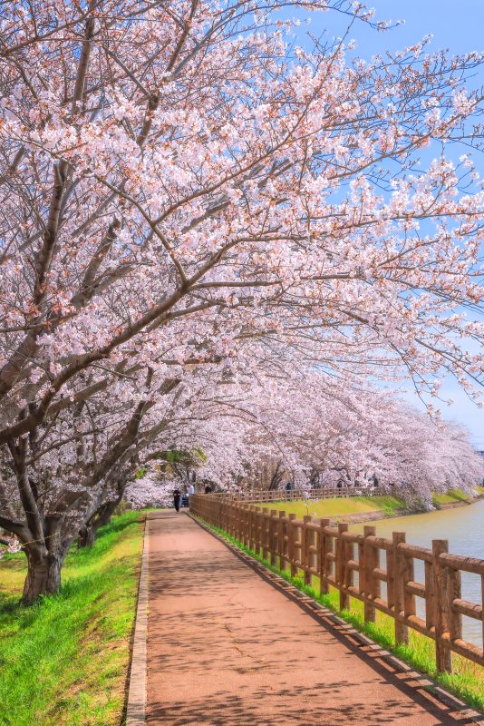 石垣池公園の写真「約1kmの遊歩道」