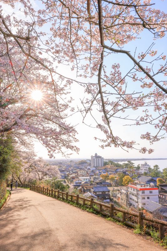 音無山の写真「桜坂」