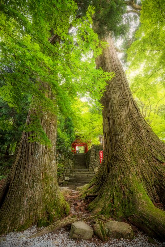 真福院の写真「２本の大樹が佇む参道」