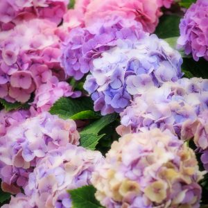 かざはやの里の写真「シャビーシックに染まる紫陽花」