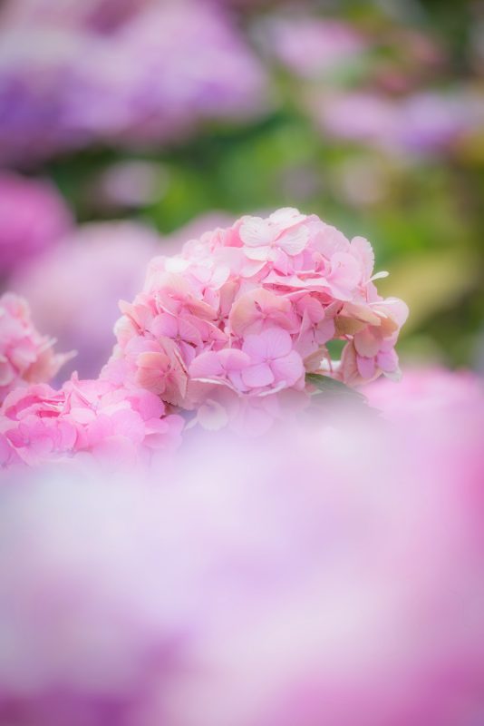 かざはやの里の写真「シャビーシックなピンク紫陽花」