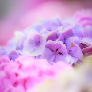 かざはやの里の写真「アンティークな紫色の紫陽花」