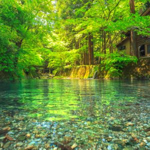 大吉あまごセンターの写真「坂本川と新緑」
