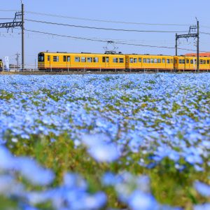 大泉駅近くのネモフィラ畑の写真「ネモフィラ畑と三岐鉄道北勢線」