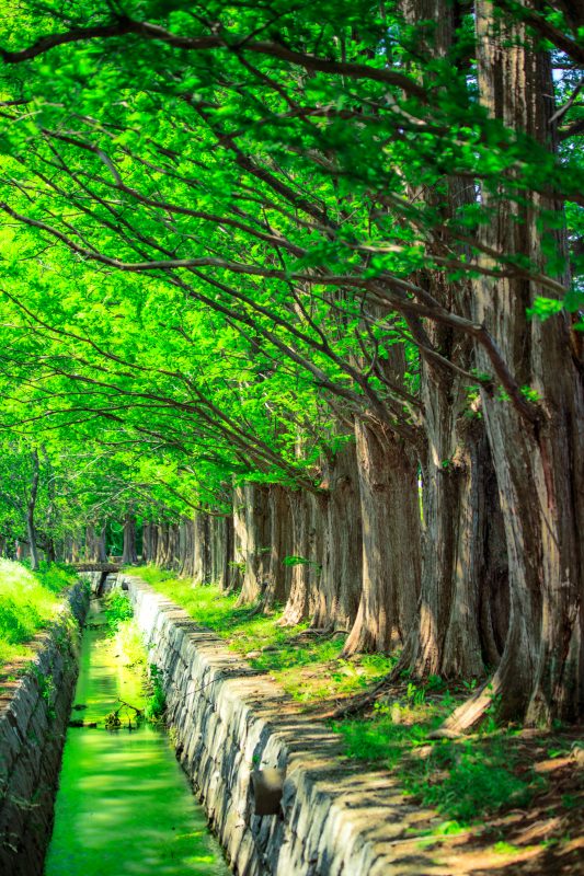 石垣池公園の写真「新緑のメタセコイア並木」