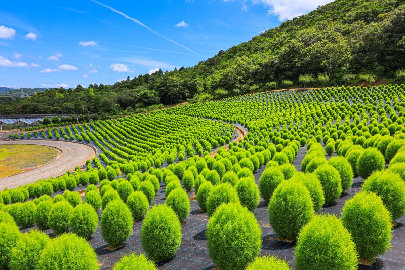 志摩市観光農園の写真「三重県下最大級のコキア」