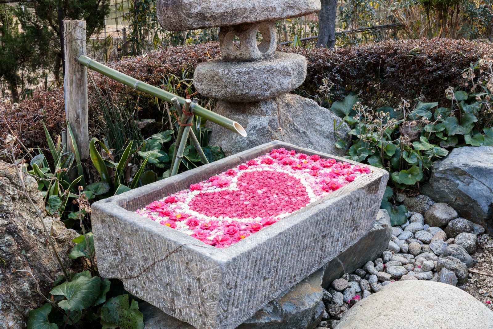かざはやの里の写真「梅の花手水（全体）」