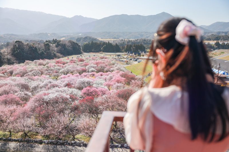 いなべ市農業公園（梅林公園）の写真「展望台から眺める梅林公園」