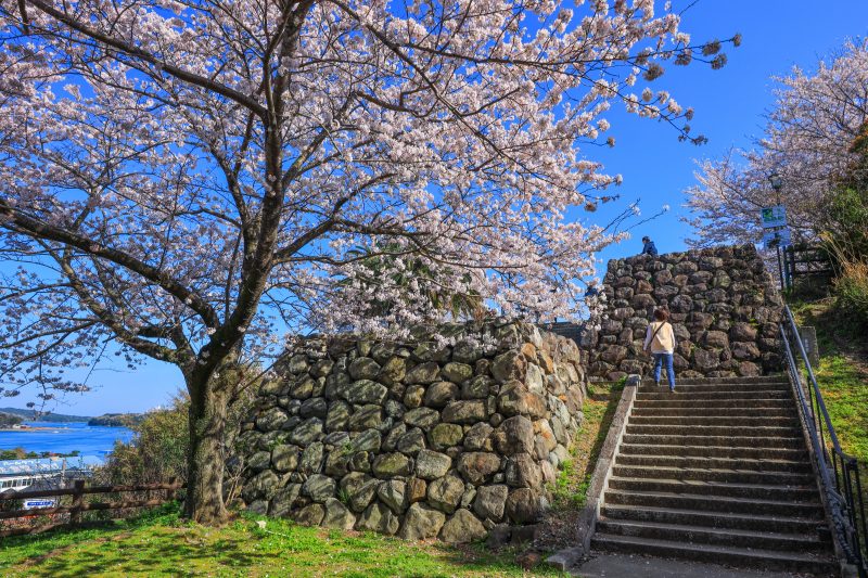 城山公園（鳥羽城跡）の写真「桜と石垣」