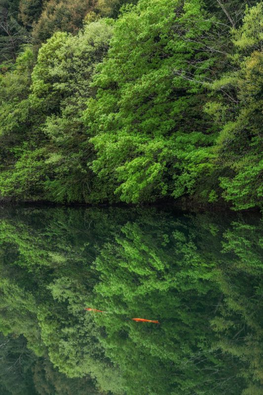 真手公園の写真「新緑の水鏡」