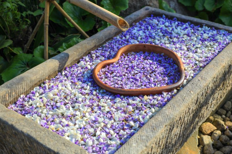 かざはやの里の写真「藤の花手水」