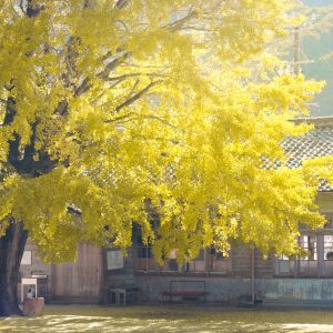 河内の大イチョウのフリー写真素材