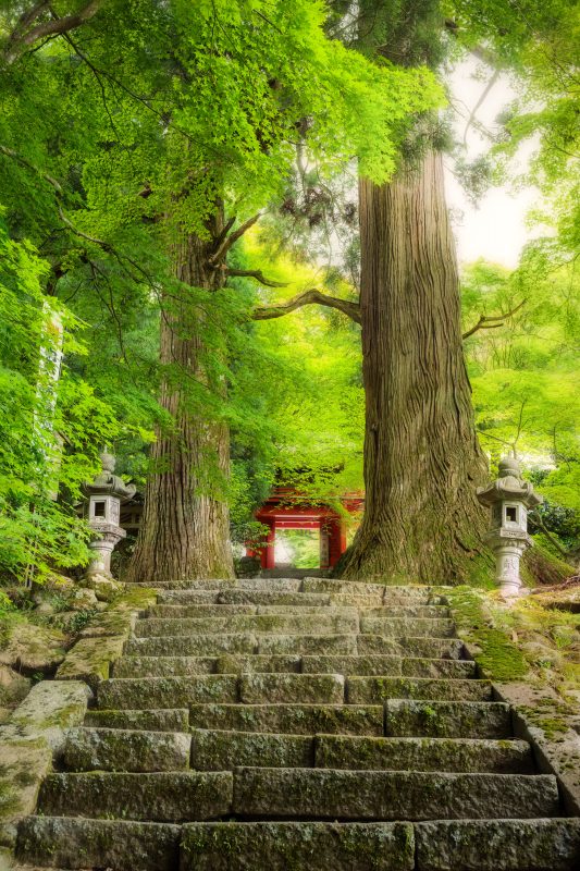 真福院の写真「まるで「もののけ姫」の世界観」