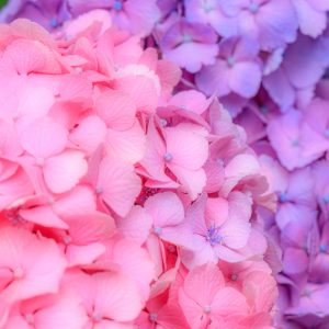 かざはやの里の写真「ピンクと紫の紫陽花」
