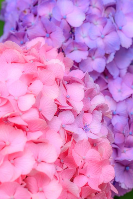かざはやの里の写真「ピンクと紫の紫陽花」