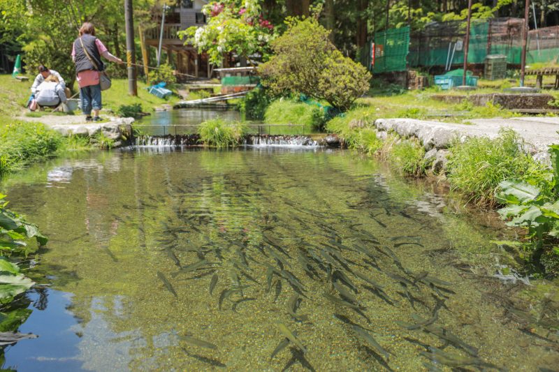 大吉あまごセンターの写真「釣り堀を泳ぐニジマス」