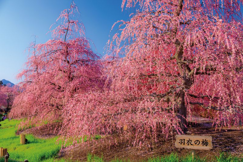 鈴鹿の森庭園の写真「羽衣の梅」
