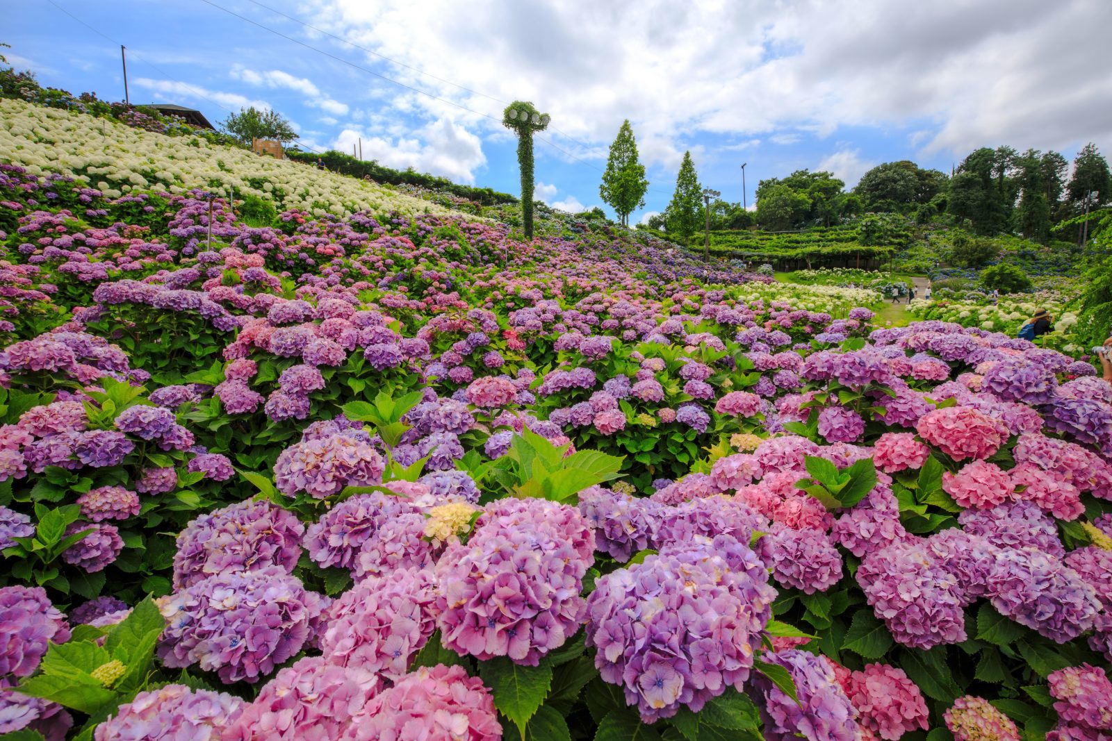 かざはやの里の写真「紫とピンクの紫陽花」