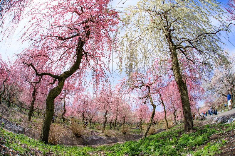いなべ市農業公園（梅林公園）の写真「梅林公園の中」