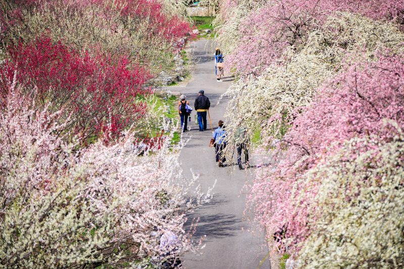 いなべ市農業公園（梅林公園）の写真「紅白の梅林公園」