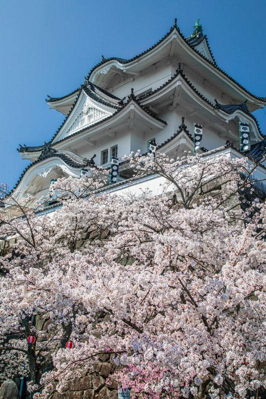 伊賀上野城の写真「桜に包まれた天守台」