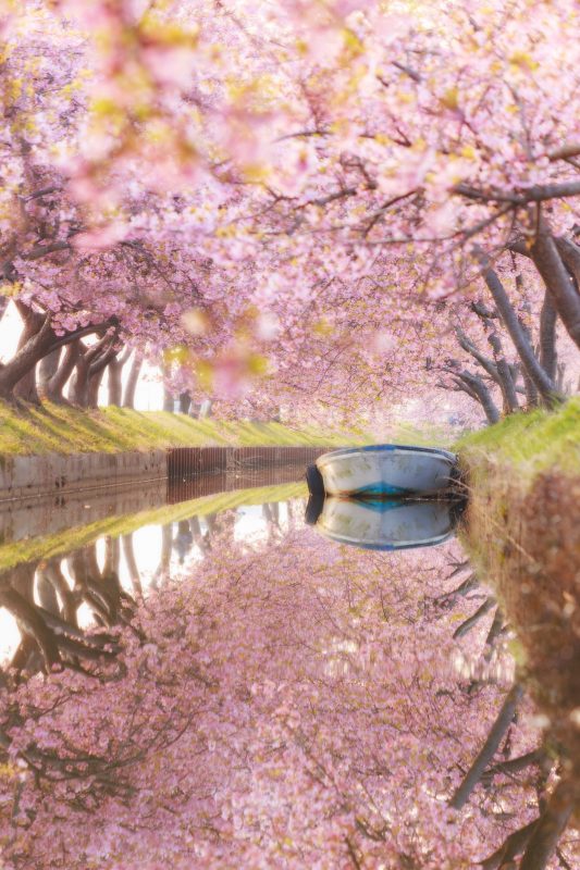 笠松河津桜ロードの写真「春爛漫のリフレクション」