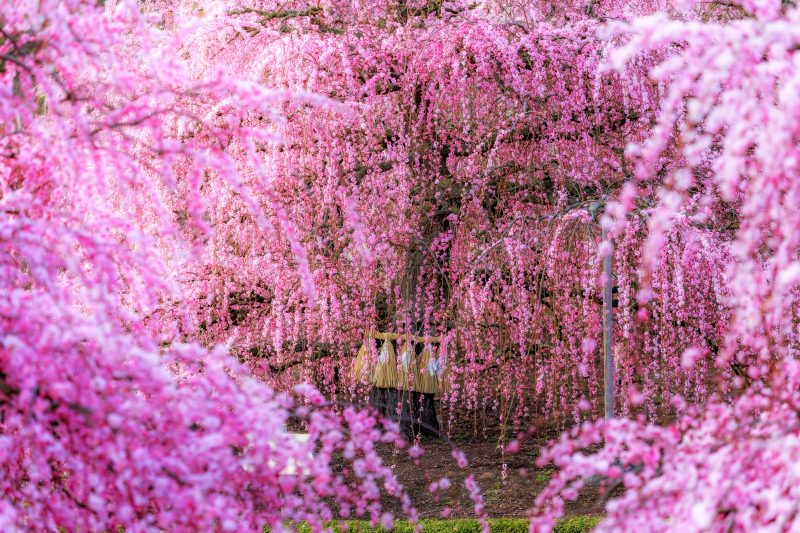 鈴鹿の森庭園の写真「しだれ梅の隙間から除く巨大しだれ梅」
