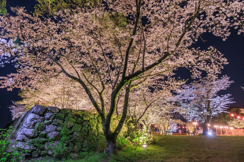 田丸城跡の写真「広場の夜桜」
