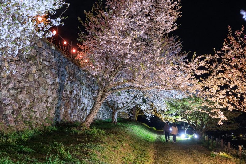 田丸城跡の写真「夜桜ライトアップを楽しむ人」