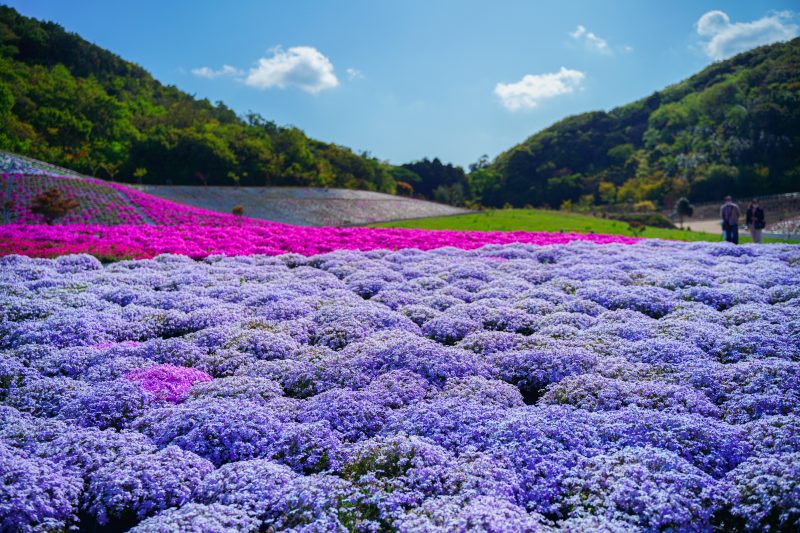 志摩市観光農園の写真「モコモコじゅーたん」