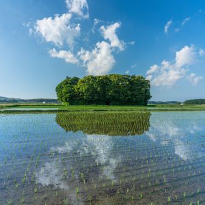 朽羅神社の写真「田んぼリフレクション２」